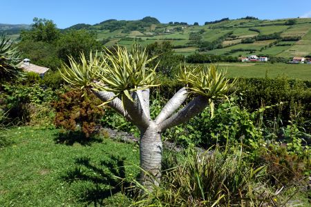 V botanické zahradě byly i krásné dračí stromy - DRACAENA DRACO.